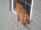 橙色的猫被困在窗口, 不能返回, 最后它是盲目的..。