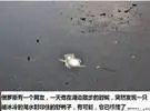 是一个爱的俄罗斯网民救了一只野鸭, 然后用身体许 Ti 的故事, 结局在动 ~