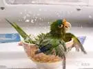 如何沐浴鹦鹉!不, 只是看看。