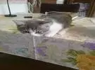这只小奶猫, 一秒钟躺在桌上, 吓得不下来, 下一秒..。