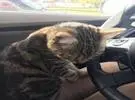 猫的眼睛不舒服, 竟然跳进了两条腿的野兽的车里, 然后.....。
