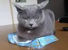 日本猫特别喜欢的压力纸巾盒, 难以忍受的铲屎官员这样做!