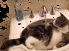 猫在洗手台上玩耍, 无意中打开了水龙头开关, 表情笑了, 喷了出来..。