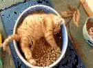 在屋里的喵不喜欢用小壶吃饭, 直到猫粮从大碗里拿出来。