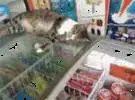 网友想买冰淇淋, 而冰箱里躺着一只猫, 手想摸, 结果.....。