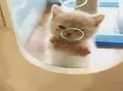 这只小奶猫在玻璃上卖了网友的样子, 让人想直走.....。