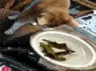 网友煮海带汤时, 先把海带放在一边, 在猫的家里看到.....。