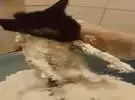 网友救了一只被捉老鼠的盘子胶猫, 只好用面粉除去胶水, 结果.....。