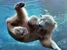 水下白熊, 原来是这样的!