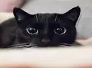 网友的纯黑猫和半黑猫太美了, 带着美丽的光环, 感觉.....。