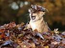 摄影师拍了一只小狮子, 看到秋天的落叶很兴奋, 只是想孟死了.....。