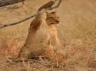 摄影师在非洲拍了一只小狮子, 脸上露出了微笑。