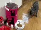 网友给猫买了一个自动送纸器, 结果一到餐点, 猫就是这个反应.....。