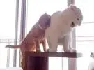 橙色的猫看着平台上的白猫, 然后跑过去咬它, 结果..。