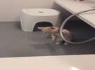 网友想给猫洗个澡, 但一进卫生间是那么的危急, 让她不交.....。