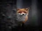 小狐狸偷偷地看着!你在监视我吗？