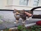 网友遇到一只猫, 所以很兴奋地跑过去摸它, 结果.....。