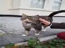 网友遇到一只猫, 所以很兴奋地跑过去摸它, 结果.....。
