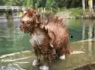 如何养一只不怕水的猫, 喜欢游泳..。