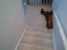 狗人独特的方式下楼梯, 只是醉了!
