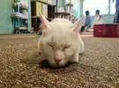 推养白猫, 睡得像很直, 最后那个角度就是魔术性的.....。