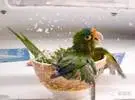 给鹦鹉一个沐浴指南!不, 只是看看。