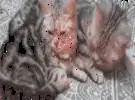 两只猫抱在一起睡觉, 把爪酸收集回来, 结果..。