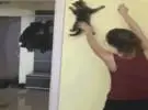 师父逗猫, 戏弄, 戏弄, 店主试图把猫粘在墙上, 结果.....。