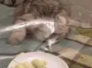 猫想吃桌上的食物, 爪法很准确, 也很精致, 只是.....。