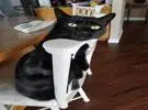 网友对家里的猫有规定, 不能去桌椅, 猫当然不听话, 所以.....。