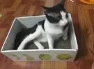 千元猫窝干一边, 猫为什么只爱钻盒？？？