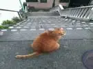 网友在楼梯上遇到了一只大肥橙猫, 不想把它主动带进怀抱, 而且.....。