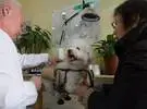 针灸商, 上海随着宠物的兴起看到了中医药