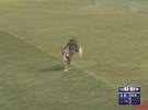 一个棒球比赛的岛上, 突然一只猫冲进田野, 跑得很快, 最后.....。