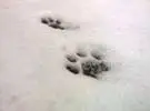 当怕冷布的木偶猫第一次遇到雪..。