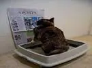 老板怕猫马桶太闷, 所以特意在猫砂锅上贴上报纸的边缘!