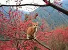 这个橙色的猫在粉红色的花朵世界免费穿梭, 图片太漂亮了, 你觉得..。