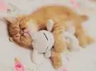 猫正在和她心爱的玩具睡觉, 那么暖和!