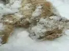 怀孕的猫在雪地里, 好穷, 幸好得到好心人的帮助.....。