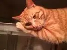 猫喜欢监督网友洗澡, 也总是一脸伤心不知担心什么, 喵: 其实..。