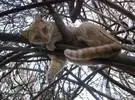 猫为什么爱上树？