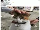 网友街拍了一只猫九个手淫去触摸, 当看到它的脖子上的标签, 笑喷.....。