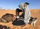 网友和猫和骆驼的照片, 场面看起来相当和谐, 没有料到.....。
