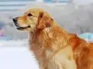 金猎犬是多少人的心爱!太暖和了 ~