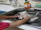主银在洗盘子里帮猫洗澡, 一切都动得太快, 猫是整个的孟.....。喵: 