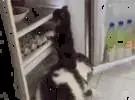 网友一天回家, 竟然发现, 家猫所以帮狗偷冰箱里的东西吃.....。