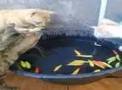 主人在辣椒盆里, 家中的3只猫看到了, 还以为是一条鱼, 竟然.....。