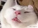 海岛猫最丑陋的睡眠!那你女神的形象呢？