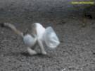小猫不小心把假发放进塑料袋里, 结果是一个非常暖和的场面.....。