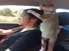 女主人在开车, 猫不得不跟她在一起, 场面变成这样.....。